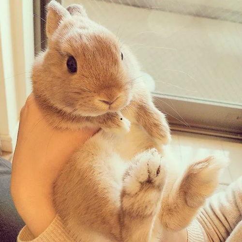 网红兔兔仔,萌动万千网友的治愈系萌宠