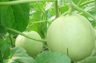 乌卅里堂主吃瓜,揭秘娱乐圈幕后风云