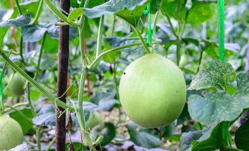 人家嗓子疼 吃瓜,轻松缓解不适