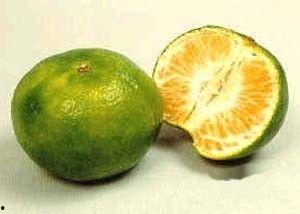 橘老师吃瓜,揭秘娱乐圈那些不为人知的幕后故事