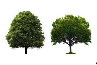 头条最值钱的树木,最值钱的树木盘点，哪些珍稀树种价值连城？”