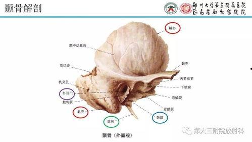 颞骨明星,揭秘颅骨之美与医学奥秘