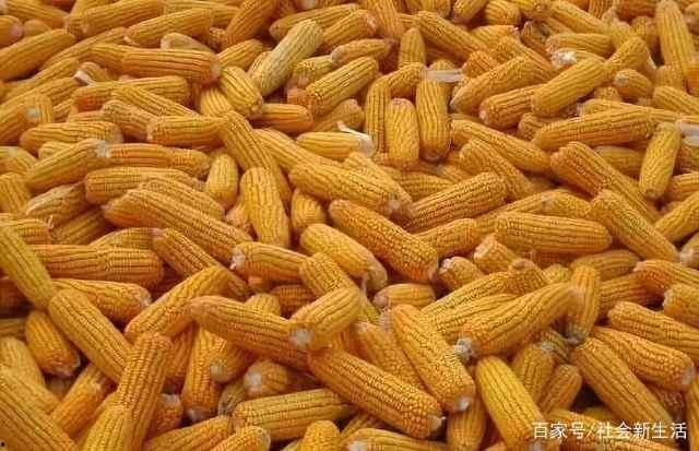 农村玉米今日头条新闻,今日头条聚焦最新行情与政策