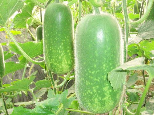 玉老师和山南以北的瓜后续,瓜香四溢的北疆风情之旅