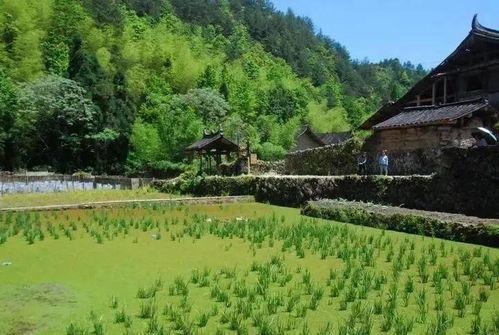 温州哪里有网红村落,探寻这座城市的独特魅力
