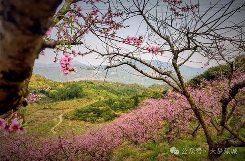 今日头条桃花湾房价,揭秘热门区域房产投资新动向”