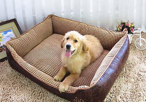 受是明星睡狗窝,揭秘明星睡狗窝的幕后故事