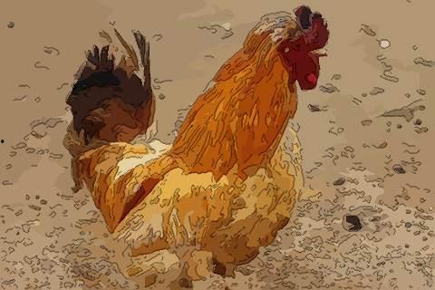 周公鸡爆料视频大全集在线观看,揭秘娱乐圈幕后真相