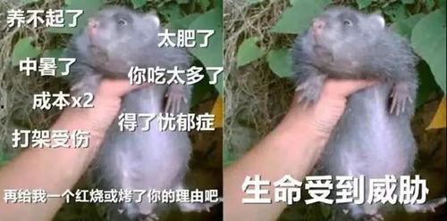 收缴网红竹鼠,网红竹鼠收缴背后的生态保护行动