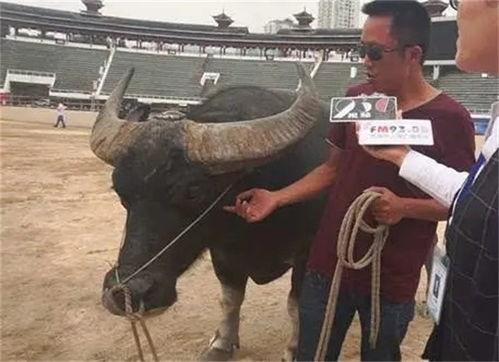 贵州网红东方牛家世,贵州网红的崛起与家世揭秘