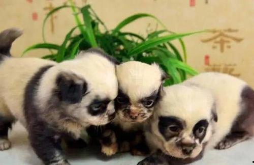 熊猫狗网红,萌宠界的双星闪耀