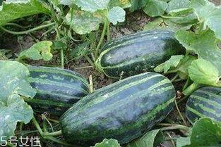 吃脆瓜有什么营养,清新口感背后的健康益处