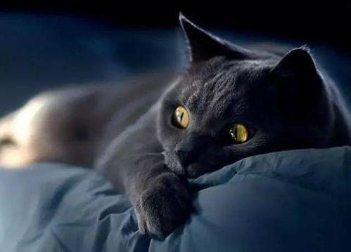 吃瓜头的黑猫,神秘生物的神秘面纱