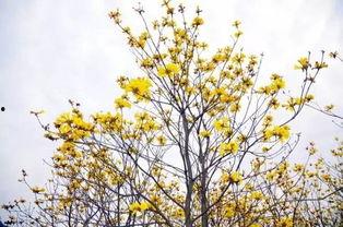 翁城明星村,乡村振兴的璀璨明珠