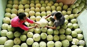 小孩吃三白瓜,美味营养两不误