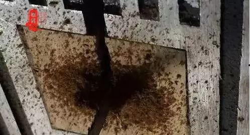 怎样看树墩开料没有,揭秘高效木材利用之道