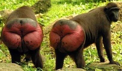 网红猴屁股怎样拍的好看,摄影技巧全解析