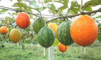 长吊瓜怎么吃,解锁美味新体验