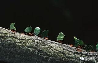 小蚂蚁吃瓜绘画,小蚂蚁的瓜田奇遇记