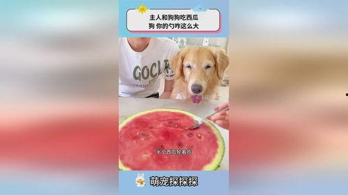 狗狗每天只吃瓜,健康生活新选择